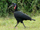 Abyssinian Ground-hornbill 
